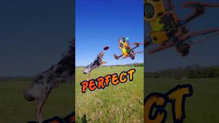 Dog Catches Frisbee Mid Air | FPV Slow Motion