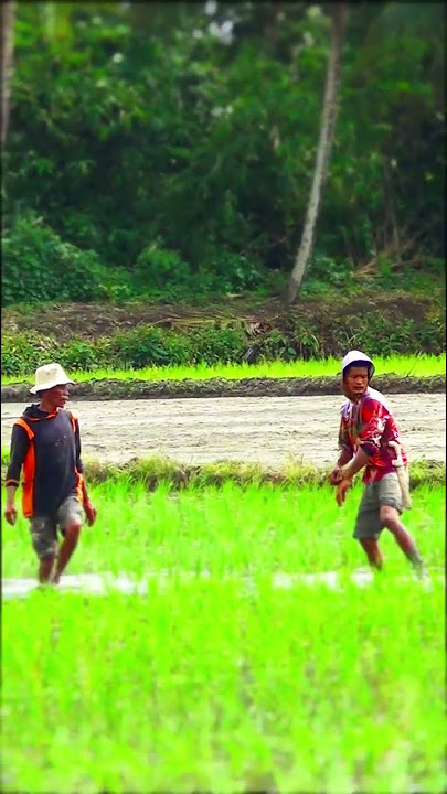 kebersamaan mattaneng ase bugis soppeng  #fypシ#shorts #bugisstory