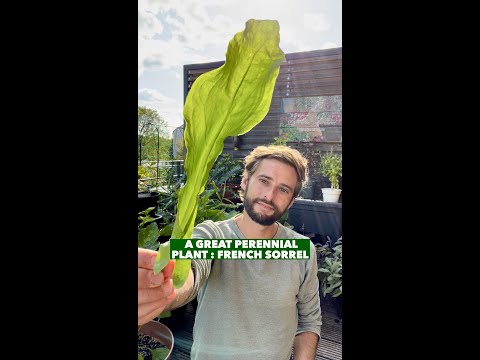 Video: Čo je to šťavel francúzsky – prečítajte si o starostlivosti o rastliny na bylinke šťaveľovej a ich použití