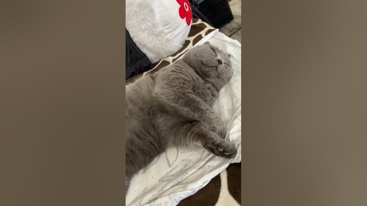 спящий котик - YouTube