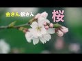 きんさん ぎんさん桜 春の花 LUMIX25mm
