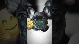 Your Frenchie Is NOT Loving You. It’s Programming You. #shorts