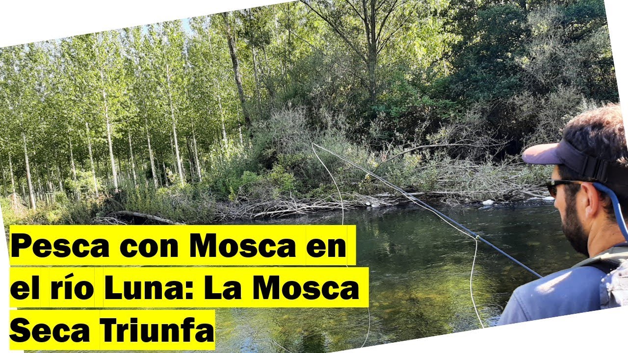 Pescando a Mosca en el río Luna: La Mosca Seca Triunfa