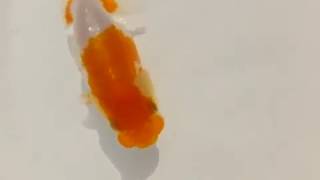 DSCF4338