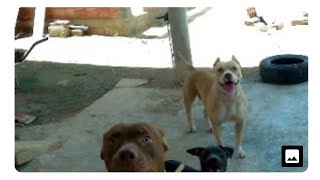 Injeção para cachorra não pegar cria Clearance