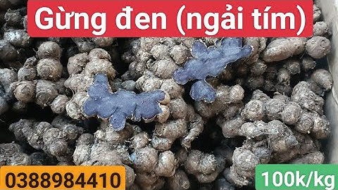 Gừng đen (ngải tím): kháng viêm, trị đau dạ dày, hỗ trợ điều trị ung thư, phòng ngừa đột quỵ...