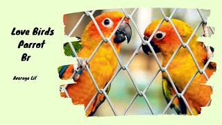 How Long do parrots Live? |  Average Life Span of Parrots Revealed'