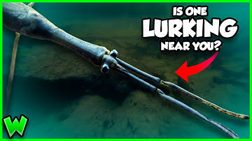 The Strangest Bug You