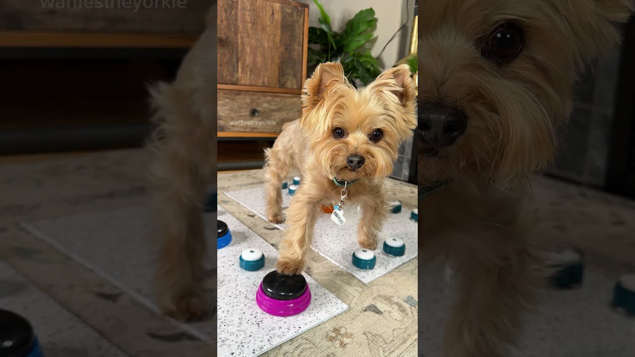Waffles The Yorkie Swears When He Doesn T Get More Dinner