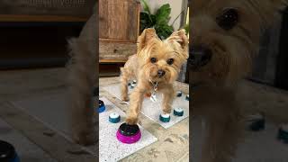 Waffles the Yorkie swears when he doesn't get more dinner