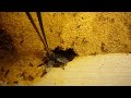 When P. diversus workers detect an intruder near the nest...