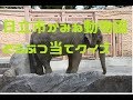 日立市かみね動物園   どうぶつ当てクイズ の動画、YouTube動画。