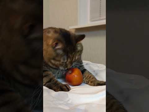 Упало яблоко 🍎🙀🤔🤣 #cat #кот #юмор #котушка #приколы #цитаты #смех