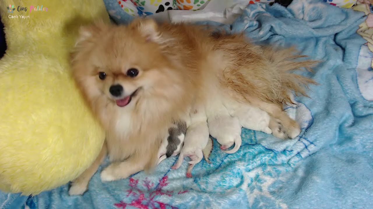 Pomeranian Kopegimiz Dogurdu Anne Kopek Ve Bebek Kopekler Canli Youtube
