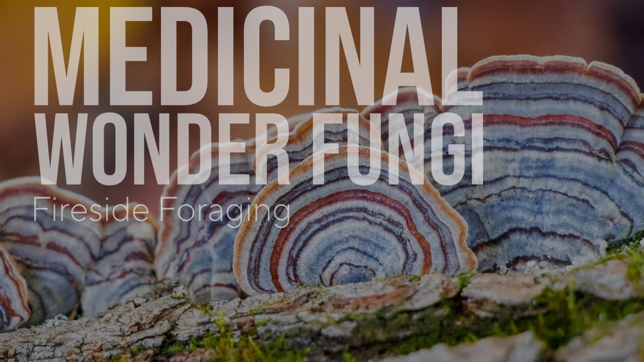 Turkey Tail: Medicinal Wonder Fungi! Covid & Cancer Fighting Mushroom