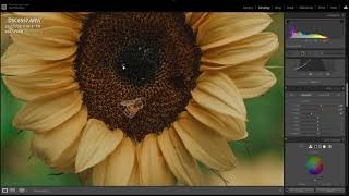 Lightroom Sunflower Edit screenshot 2