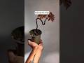 How to make bonsai for free ?#bonsai  #bonsaitamil #tamilgardening #tamiltrending #garden tips