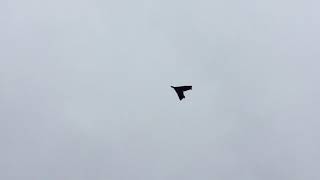 RC Arado Ar 555-3 Flight! FT Style