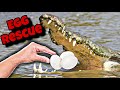 911 emergency crocodile egg rescue