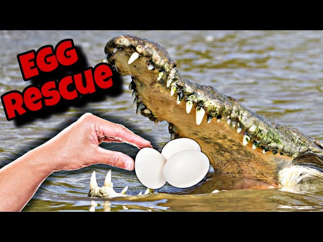 911 Emergency Crocodile Egg Rescue!!!! class=