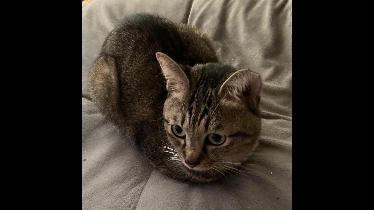 FC26 プロクラブ　パブリック