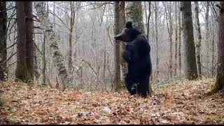Фотоловушка в Приморье запечатлела самого танцевального медведя