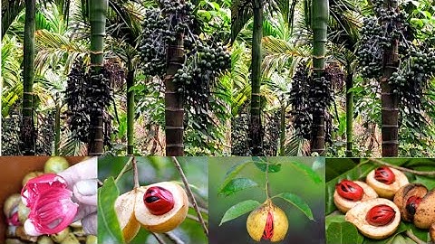 🌴ಅಡಿಕೆ ತೋಟದ ಮಣ್ಣನ್ನು ಸುಲಭವಾಗಿ ಫಲವತ್ತಾಗಿಸಿ 🥰 healthy arecanut plantation🍒