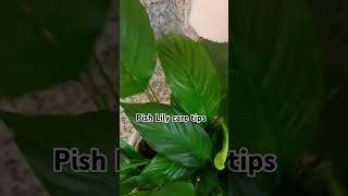 Peace Lily plant care tipsl#PinkLily #LilyCare #FlowerCare #Garden#subscribe #motivation #viral
