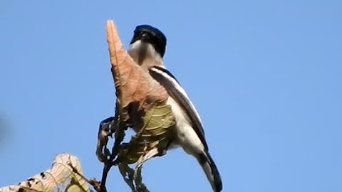 Bar-winged Flycatcher-Shrike