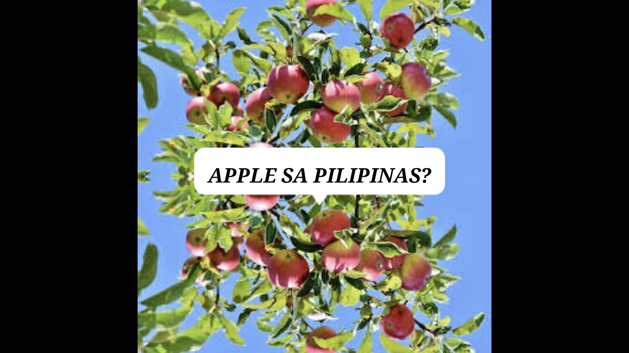 Appletree Growing Apple in Philippines TropicalCountry shorts YouTube