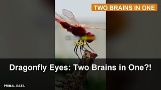 Dragonfly Eyes: Two Brains in One?!