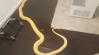 Adult Male Reticulated Python(Purple Albino 8 Years Old)