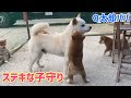 Q太郎パパのステキ過ぎる子守り‼️朝からちょっと感動したかも！