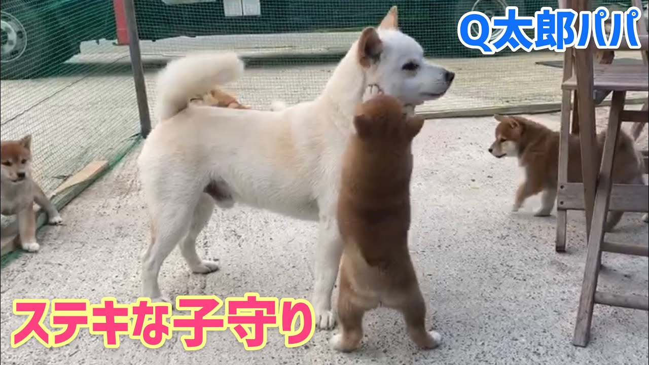 ちょ 待ちなさい やんちゃすぎる我が子にタジタジの新米柴犬パパ 少しずつ子育てが上手になる姿に感動 動画 柴犬ライフ Shiba Inu Life ちょ 待ちなさい やんちゃすぎる我が子にタジタジの新米柴犬パパ 少しずつ子育てが上手になる姿に感動 動画 柴犬ライフ Shiba Inu Life