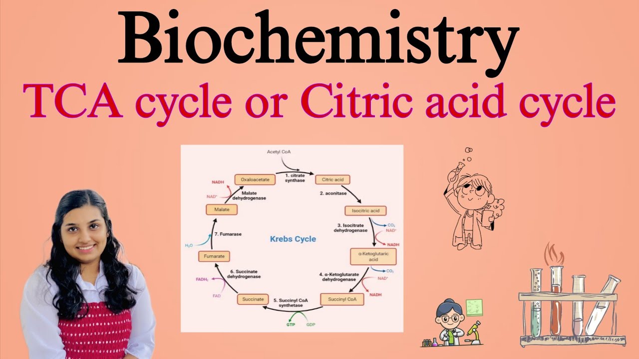 TCA Cycle (Citric Acid Cycle / Krebs Cycle) | Biochemistry | B.Pharm ...