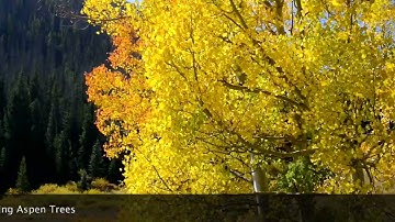 Quaking Aspen Trees
