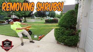 Shrub Removal ► Small Tear Out ► Removing 2 Shrubs With Brandon