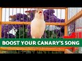 If your CANARY isn&#39;t SINGING, try this STIMULATING SONG for CANARIES 🐥🎶