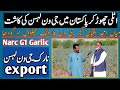 Hg1 garlic farming in sargodha  mian amjad iqbal g1 garlic farmer bhulwal sargodha  hg1garlic