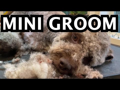 Lagotto Romagnolo Mini groom