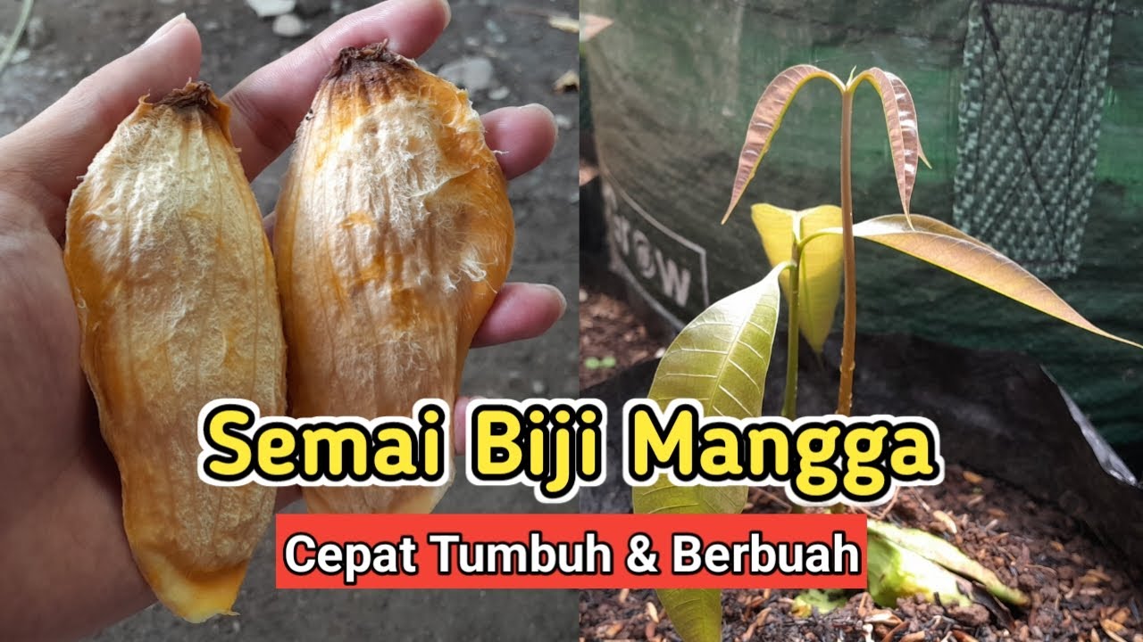 Cara Semai / Menanam Biji Mangga Agar Cepat Tumbuh Dan Berbuah