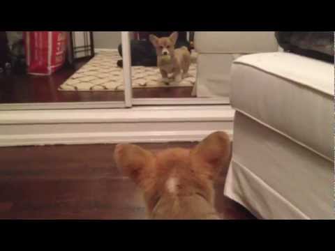 Corgi puppy sees a mirror for the first time