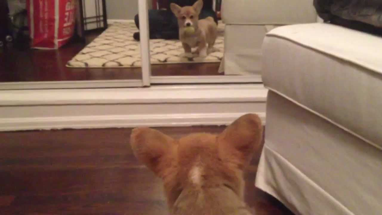 Corgi puppy sees a mirror for the first time