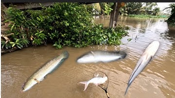 Đi đụng toàn Hugo làm sao chịu nổi,, kích cá miền tây,, kênh htgc tập 263