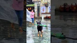Famous Dog Saves Owner's Life #shorts  #dog Net Worth