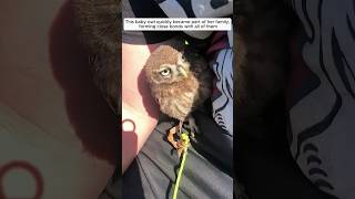 Kind-Hearted Family Rescued A Baby Owl And Adopted It 