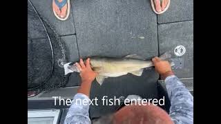How not to release a tournament fish vs. much better