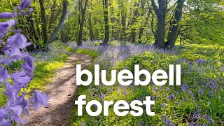 BRITISH BLUEBELL FOREST in Essex, United Kingdom May 2023 by phoebe does everything 188 views 1 year ago 5 minutes, 54 seconds