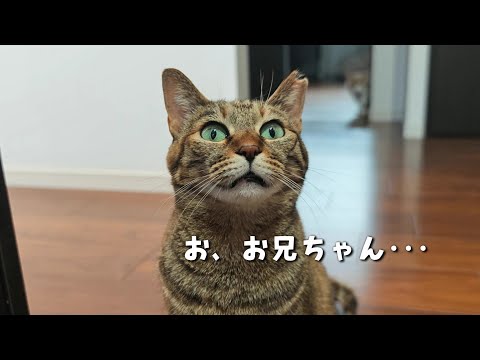 Full of thrills!! I was surprised by the older cat enjoying