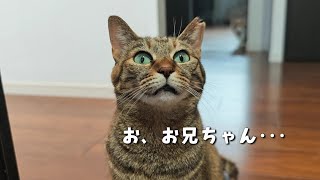 自分が思う最高の猫画 A cat who struggled to survive in the outside world found